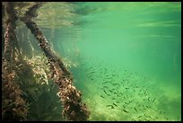 Mangrove roots and juvenile fish. Biscayne National Park ( color)