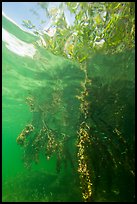 Mangrove roots and surface reflections. Biscayne National Park ( color)