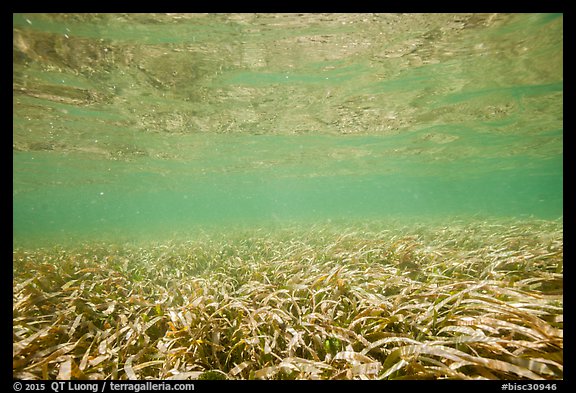Underwater view of seagrass. Biscayne National Park (color)