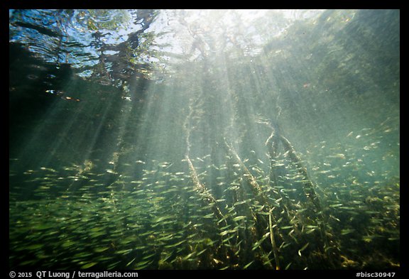 Sunrays and silverside fish school in mangrove forest. Biscayne National Park (color)