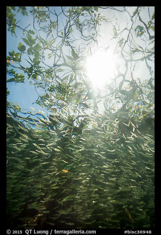 Looking up school of silverside fish and mangrove branches. Biscayne National Park (color)