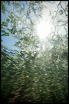 Looking up school of silverside fish and mangrove branches. Biscayne National Park ( color)