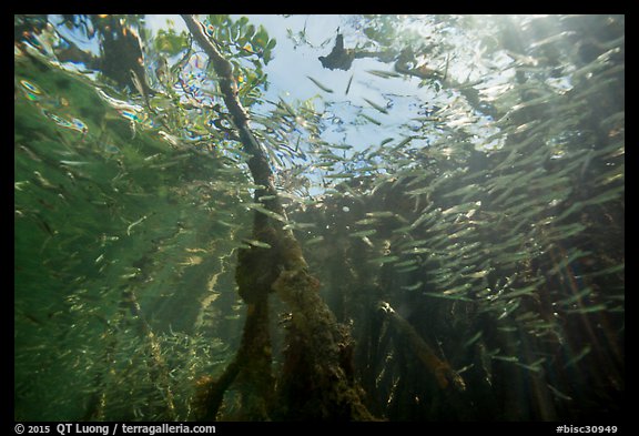 Looking up juvenile fish and mangrove from under water. Biscayne National Park (color)
