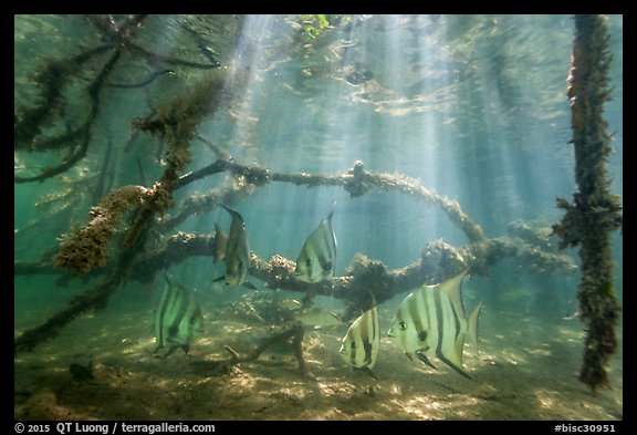 Large angelfish and mangrove roots. Biscayne National Park (color)