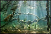 Large angelfish and mangrove roots. Biscayne National Park ( color)