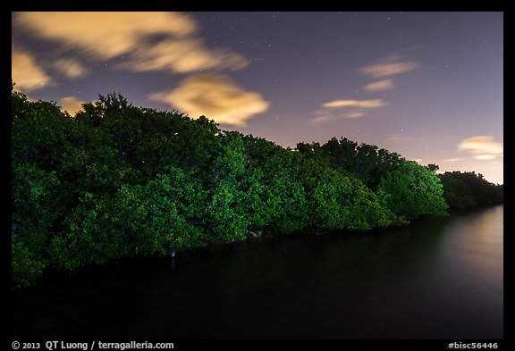 Row of mangroves trees at night, Convoy Point. Biscayne National Park, Florida, USA.