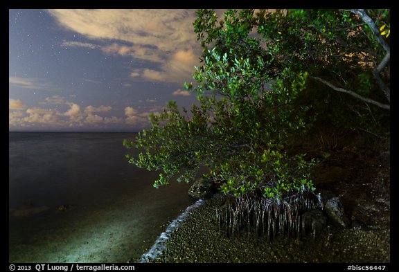 Mangroves and Biscayne Bay at night, Convoy Point. Biscayne National Park, Florida, USA.