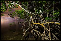 Mangrove tree branches at night, Convoy Point. Biscayne National Park, Florida, USA. (color)