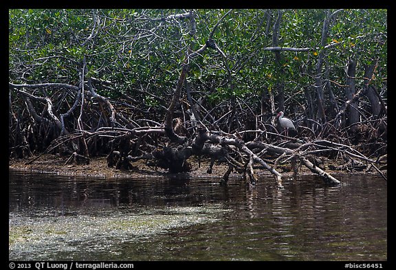 Bird amongst mangroves. Biscayne National Park (color)
