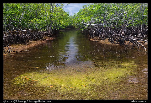 Stream lined up with mangroves. Biscayne National Park, Florida, USA.