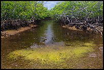 Stream lined up with mangroves. Biscayne National Park, Florida, USA. (color)