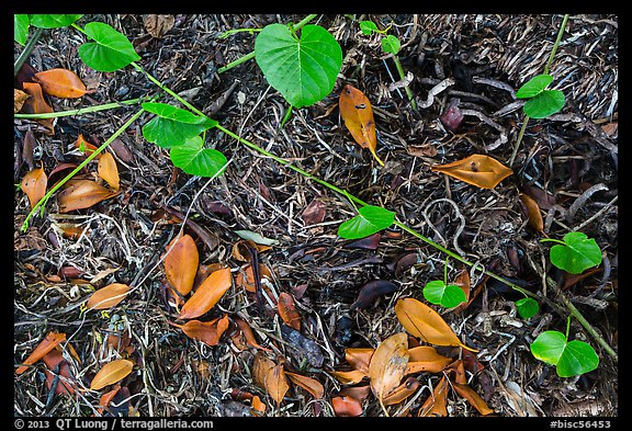 Fallen mangrove leaves, beached seagrass. Biscayne National Park, Florida, USA.