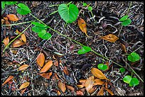 Fallen mangrove leaves, beached seagrass. Biscayne National Park ( color)