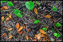 Fallen mangrove leaves, beached seagrass. Biscayne National Park, Florida, USA. (color)