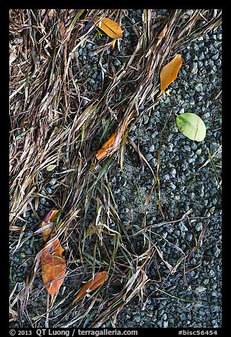 Beached seagrass, mangrove leaves, and gravel. Biscayne National Park, Florida, USA.