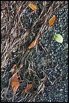 Beached seagrass, mangrove leaves, and gravel. Biscayne National Park, Florida, USA. (color)