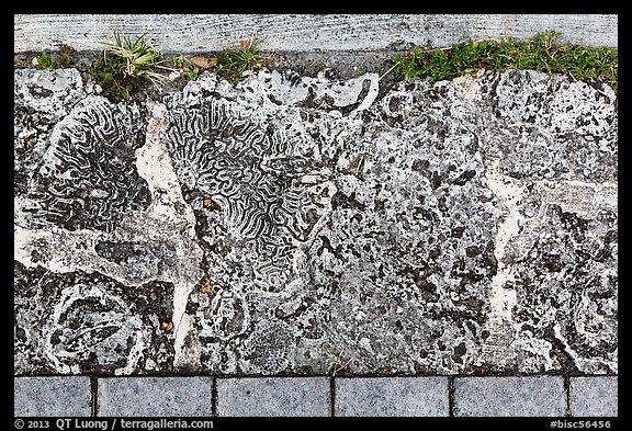 Coral rock used as pavement, Convoy Point. Biscayne National Park, Florida, USA.