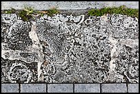 Coral rock used as pavement, Convoy Point. Biscayne National Park, Florida, USA.