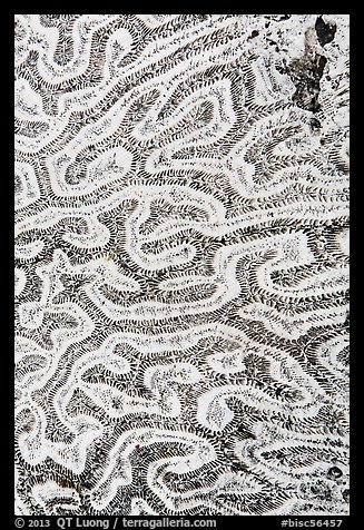 Close-up of coral rock. Biscayne National Park (color)