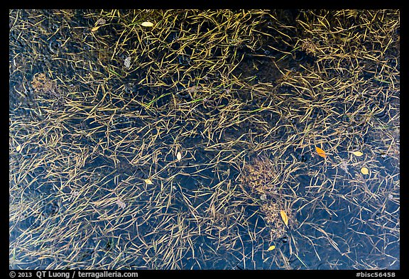 Underwater sea grass and fallen mangrove leaves. Biscayne National Park (color)
