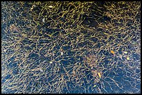 Underwater sea grass and fallen mangrove leaves. Biscayne National Park, Florida, USA.