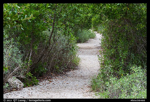 Trail, Convoy Point. Biscayne National Park, Florida, USA.