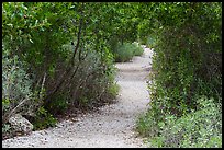 Trail, Convoy Point. Biscayne National Park, Florida, USA. (color)