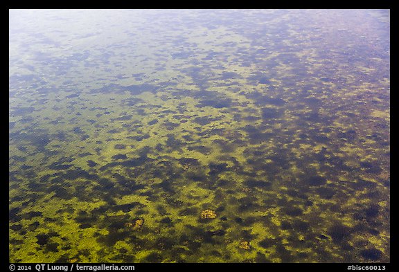 Aerial view of seagrass in Biscayne Bay. Biscayne National Park (color)