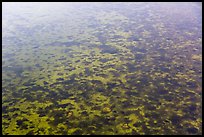 Aerial view of seagrass in Biscayne Bay. Biscayne National Park ( color)