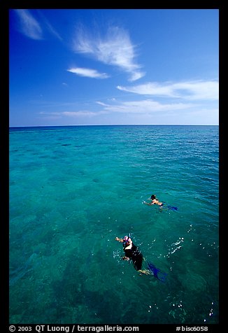 Snorkelers over a coral reef. Biscayne National Park, Florida, USA.