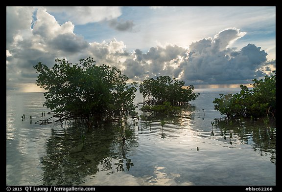 Mangroves and Atlantic Ocean, Boca Chita Key. Biscayne National Park (color)