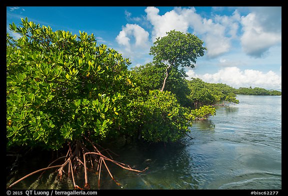Mangrove shore, Swan Key. Biscayne National Park (color)