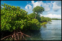 Mangrove shore, Swan Key. Biscayne National Park ( color)