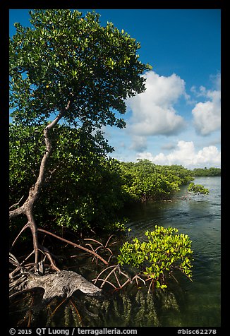 Tall mangrove tree, Swan Key. Biscayne National Park (color)