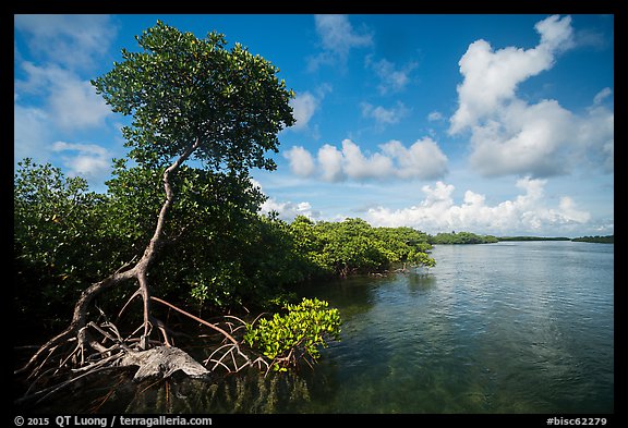 Tall mangrove tree and channel, Swan Key. Biscayne National Park (color)