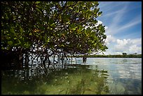 Mangrove and reflections in glassy water. Biscayne National Park ( color)