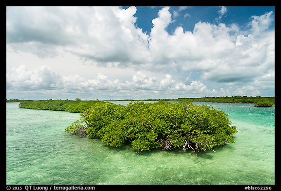 Mangrove islet, Linderman Key. Biscayne National Park (color)