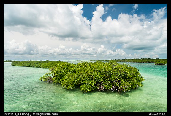 Mangrove islet, Linderman Key. Biscayne National Park (color)