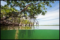 Above and below water view at the edge of the mangal. Biscayne National Park ( color)