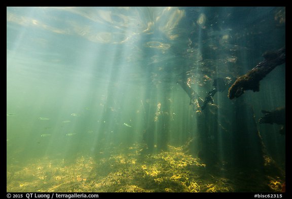 Sunrays and mangrove roots, Convoy Point. Biscayne National Park (color)