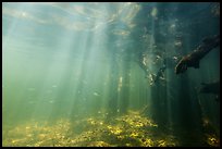 Sunrays and mangrove roots, Convoy Point. Biscayne National Park ( color)