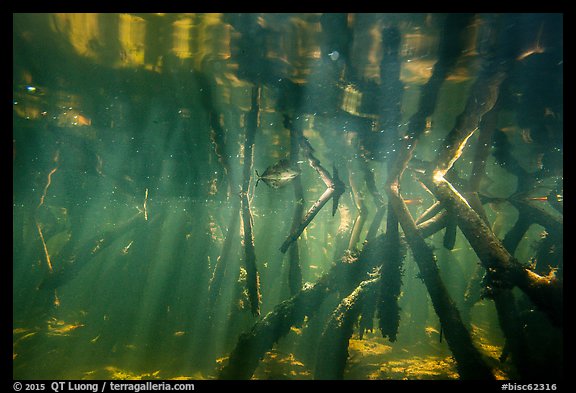 Underwater view of roots of mangroves, Convoy Point. Biscayne National Park (color)