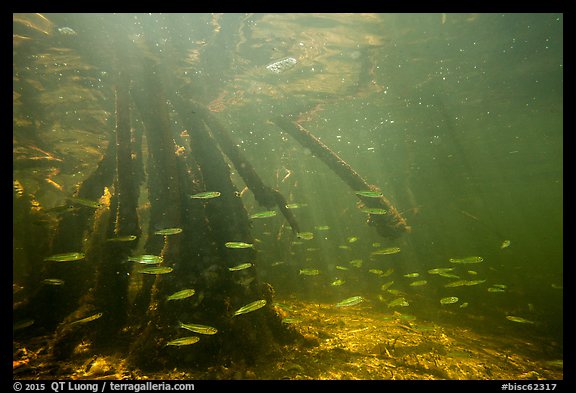 Underwater view of fish and mangrove roots, Convoy Point. Biscayne National Park (color)
