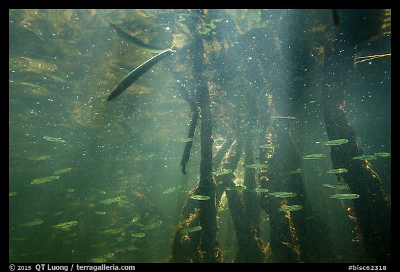 Mangrove root system shelters fish, Convoy Point. Biscayne National Park (color)