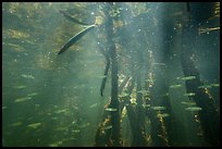 Mangrove root system shelters fish, Convoy Point. Biscayne National Park ( color)