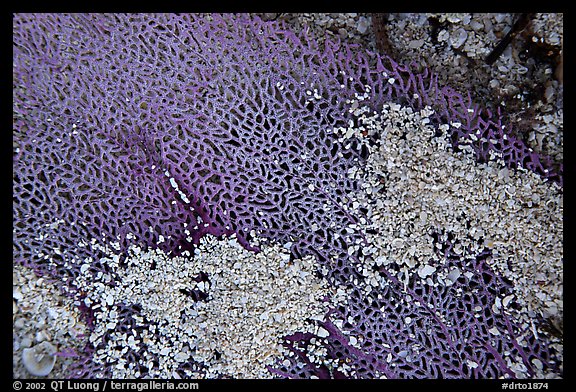 Beached fan coral, Garden Key. Dry Tortugas National Park (color)