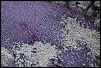 Beached fan coral, Garden Key. Dry Tortugas National Park ( color)
