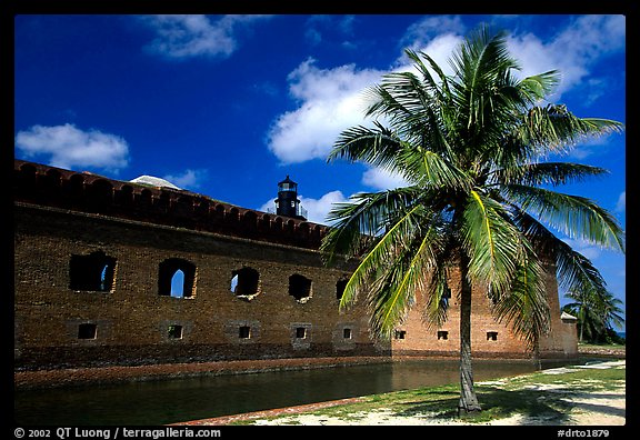 Palm tree and Fort Jefferson. Dry Tortugas National Park, Florida, USA.