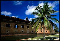 Palm tree and Fort Jefferson. Dry Tortugas National Park ( color)