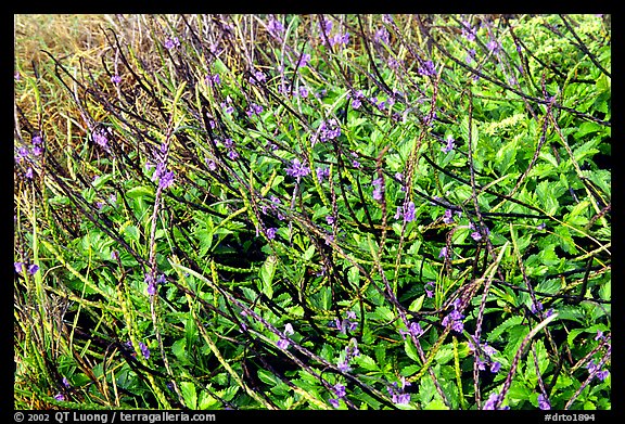 Plants with blue flowers, Garden Key. Dry Tortugas National Park, Florida, USA.
